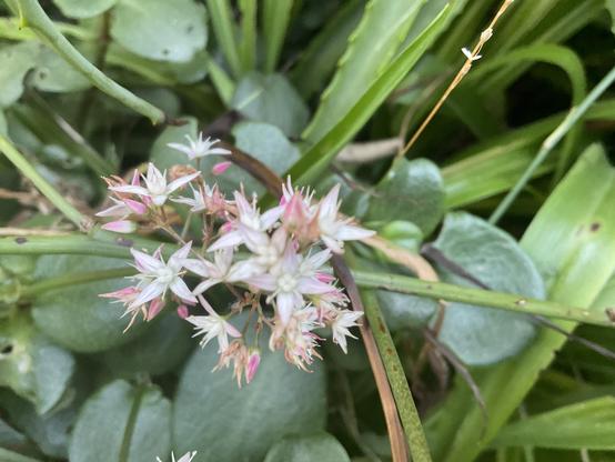 Succulent flowers white and pink 