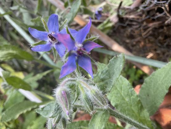 Borage blue-purple flowers 