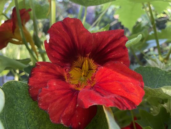 Nasturtium red flowers with orange yellow centre amongst green leaves.