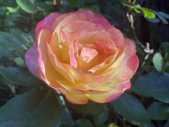 Rose yellow and pink flower in late afternoon sunlight 