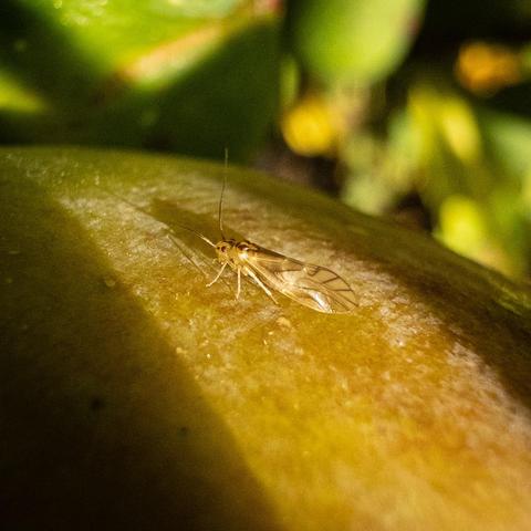 A small yellow semi-transparent insect seen side on, standing in sunshine on the yellow-green curved surface of a fig on its tree.