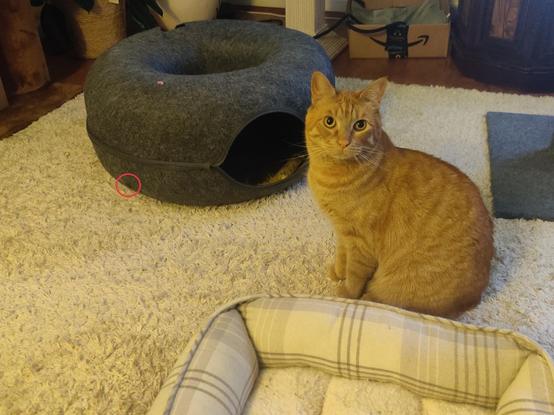 An orange goober has lost the tiny bug he was stalking earlier.