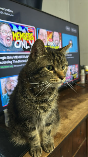 Photo of a Cat named Moe