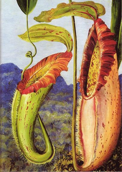 Nepenthes northiana (c. 1876), Marianne North Gallery, Kew Gardens. The painting shows the pitcher plant's lower and an upper pitcher.  Marianne North - Scanned from: Phillips, A., A. Lamb & C.C. Lee 2008. Pitcher Plants of Borneo. Second Edition. Natural History Publications (Borneo), Kota Kinabalu.  Painting of Nepenthes northiana by Marianne North.