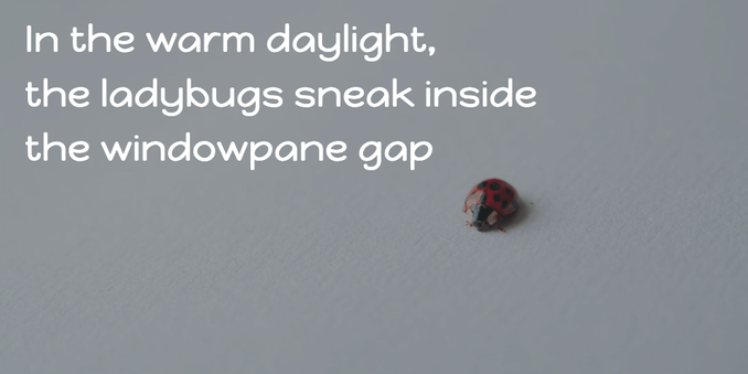 Poem with image of a ladybug

In the warm daylight,
the ladybugs sneak inside
the windowpane gaps

for #writeout