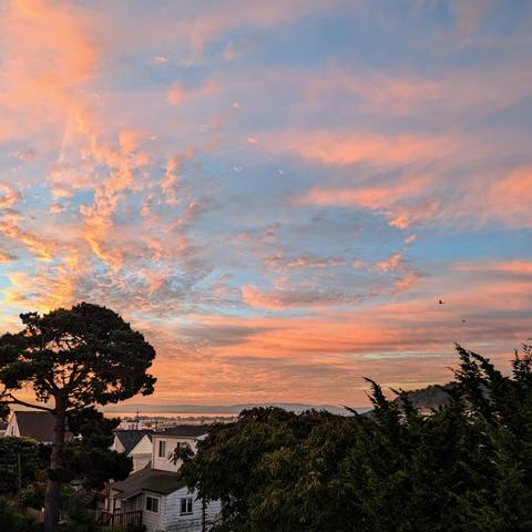 Photograph of a sunrise over a city neighborhood, with the San Francisco Bay and East Bay hills in the background. Altocumulus and cirrus clouds are painted gold and coral and amethyst. In the foreground are shadowed trees (including a distinctively-shaped Monterey pine on the left) and houses.