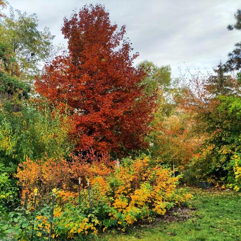 A cropped photo showing various colored trees and shrubs. In the middle there is a bright red colored Norway maple that is the 'red' variety which looks more raisin colored normally. In the foreground are red currants, raspberries, blueberries. Other things are hawthorn, willow, pine, juniper, black locust, lilac, green Norway maple, a birds nest, gray sky, brown hillside reflecting off smooth water, green grass.