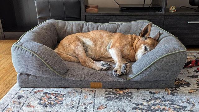 Photo of a red/brown dog asleep on her side in a large, grey dog bed in a living room. 