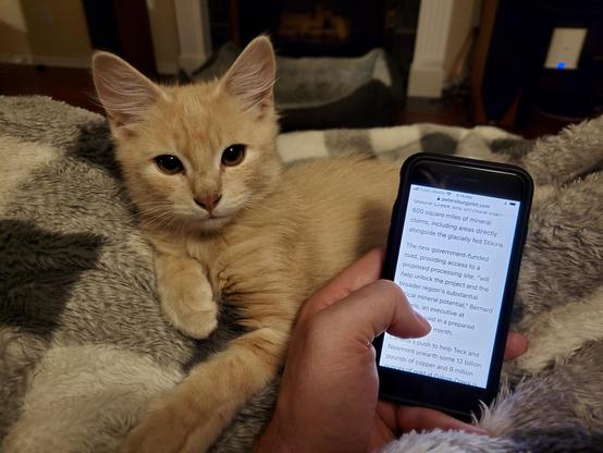A light orange kitten is resting on a fuzzy blanket, looking at the camera. A hand is holding a smartphone displaying a webpage with text about mineral claims and government-funded projects. The background is cozy, suggesting a home setting.
