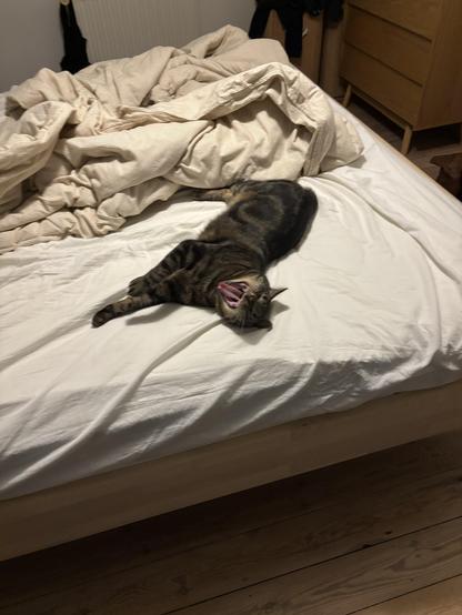 A cat is sprawled on a bed, yawning, with rumpled blankets nearby. The setting features wooden flooring and minimal decor.