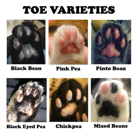 This a cute collage of 6 photos of cats toe beans for Caturday 