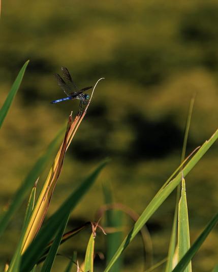 A dragonfly with blue markings is perched on a brown stalk surrounded by green leaves.