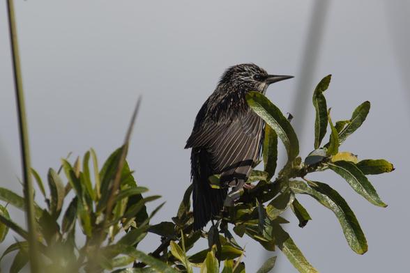 One starling alone - beautiful, but rare.  

In their typical groups, these raucous birds bully all others away from where ever they flock.