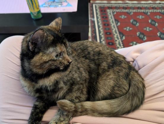 Cat on my lap