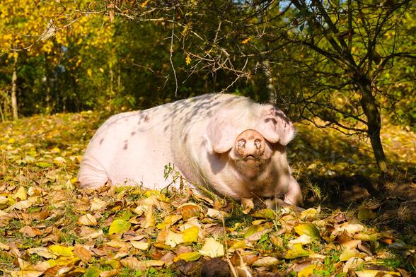 Schwein Hanna liegt in einem „Bett“ aus gelbem Herbstlaub und schaut in Richtung der Kamera.