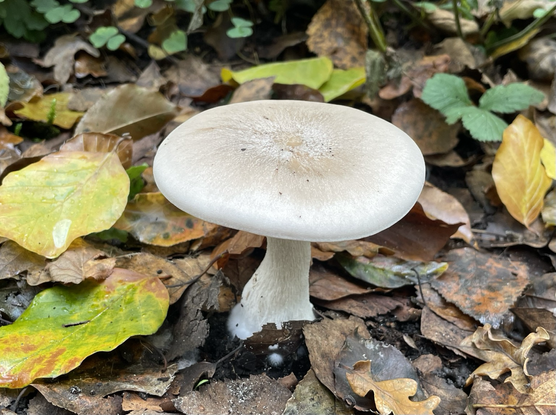 Graukappe / Nebelgrauer Trichterling  (gräulich-bräunlich aussehender Pilz auf dem Waldboden, glatter, breiter Hut, von gefallenen Blättern umgeben)