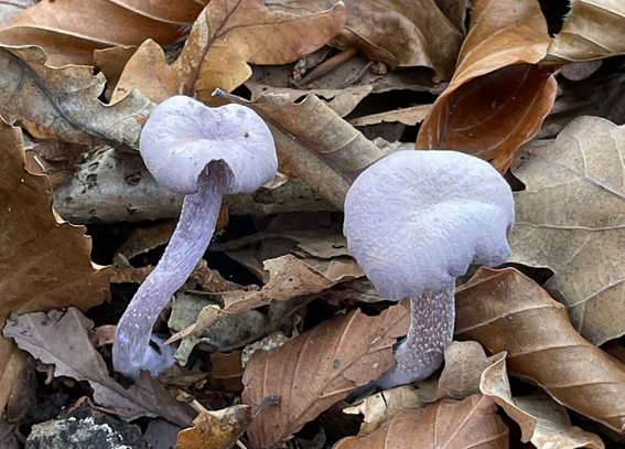 Violetter Lacktrichterling (zwei violettfarbene Pilze, Hut glatt und eher klein, Stengel lang und leicht gebogen, mit ins Weiße auslaufenden Schuppen)