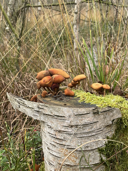 Stockschwämmchen (Ansammlung orange-braun-farbener Pilze auf einem abgesägten Birkenstamm, Moos daneben, Grashalme im Hintergrund)