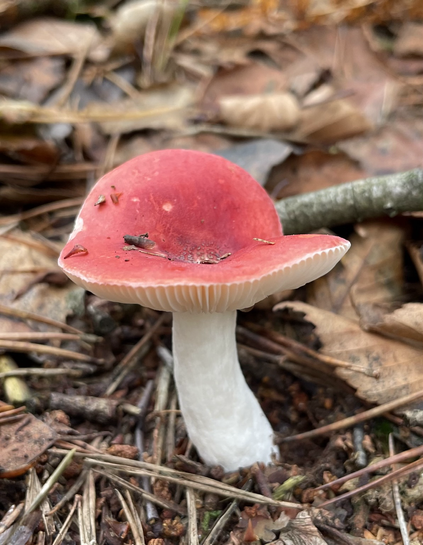 Russula emetica sl, incl. silvestris / Kirschroter Speitäubling (Pilz mit rotem Hut, strahlendweißen Lamellen und ebenso weißem Fuß)