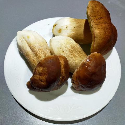 Foto de tres boletus edulis, de pardos sombreros y pies blancos...y un olor a campo húmedo que no lo puedo explicar
