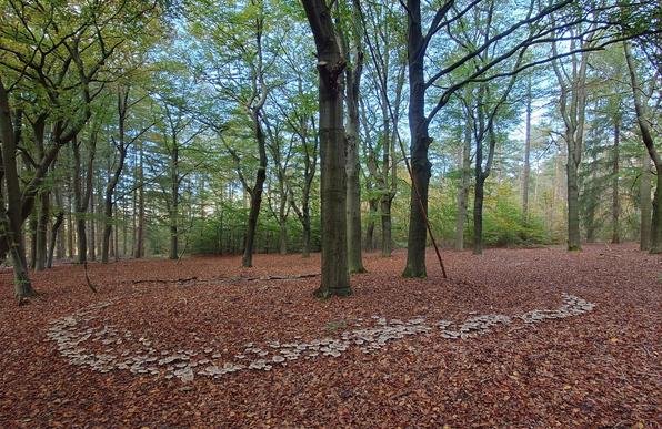 Fairy ring with a lot of Clitocybe nebularis mushrooms in an open beech forest. The forest floor is covered with fallen leaves.