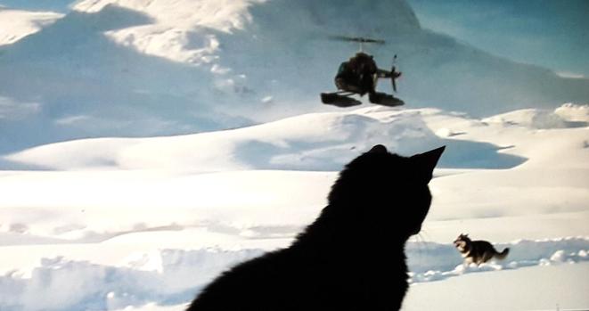 A silhouette of my cat following a husky dog running through snow on the TV