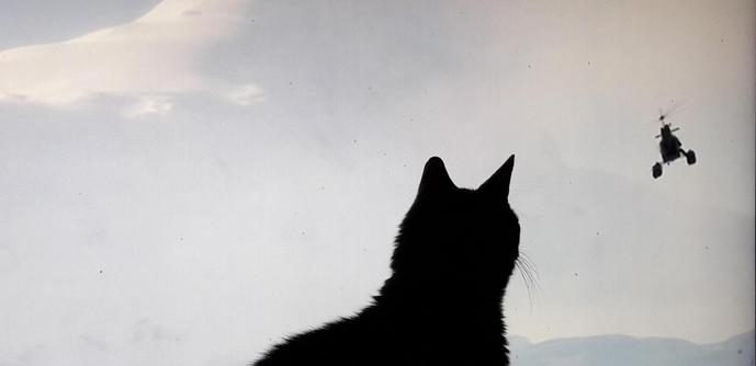 A silhouette of my cat fascinated by a helicopter on the TV