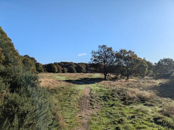 Footpath on Walk 287: Nomansland South-East Loop