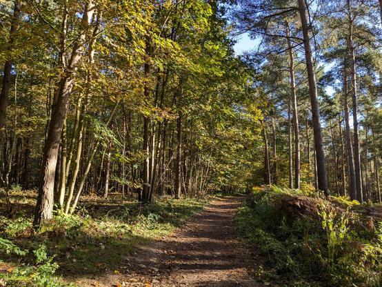 Footpath on Walk 287: Nomansland South-East Loop