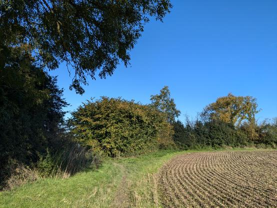 Footpath on Walk 287: Nomansland South-East Loop