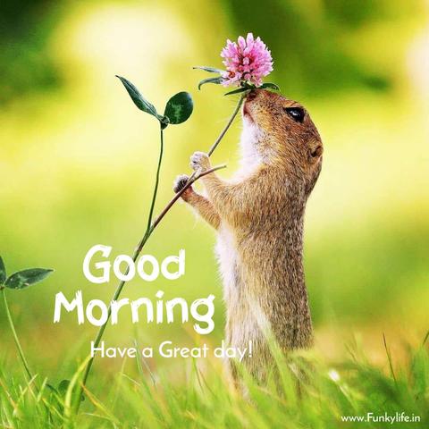 A cute image that says "Good Morning, Have a Great day!", highlighted by a tiny squirrel in a grassy area who reaches up a flower to take in it's lovely fragrance.