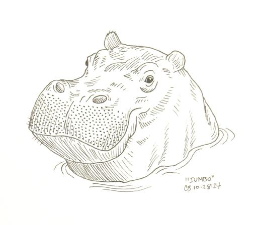 Ink drawing of a hippopotamus shown from the shoulders up, sitting placidly in the water.