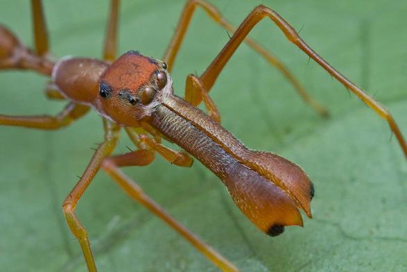 Araña saltadora con cuerpo fino, con forma similar a una hormiga. En la cabeza tiene dos enormes quelíceros paralelos que se engrosan en el extremo.