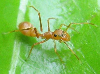 Araña similar a una hormiga, con el primer par de patas levantadas a modo de antenas. Los quelíceros son más pequeños y parecen las mandíbulas.