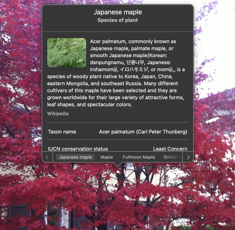 Pop up with plant species description overlaid on a picture of a Japanese maple with red leaves 紅葉 / 🍁 . 

