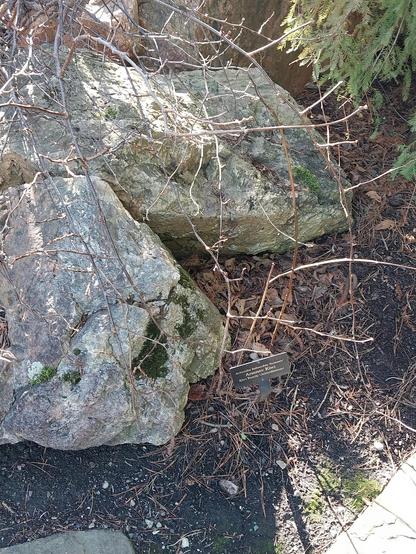 Kiwifruit (often shortened to kiwi outside Australia and New Zealand), or Chinese gooseberry, is the edible berry of several species of woody vines in the genus Actinidia.[1][2] The most common cultivar group of kiwifruit (Actinidia deliciosa 'Hayward')[3] is oval, about the