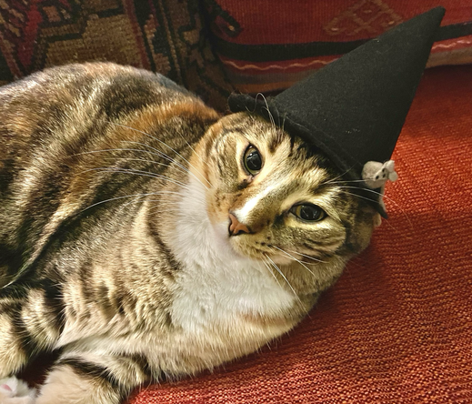 A 3 coloured tabby looking a bit peeved. She has a black witch hat with a small gray mouse decoration on her head.