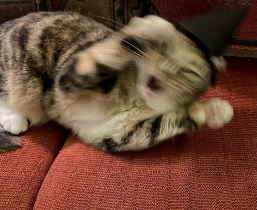 A blurred picture of the 3 coloured tabby with her mouth wide open, her paws up and her eyes squinty. She looks wild and maybe powerful. 😸 