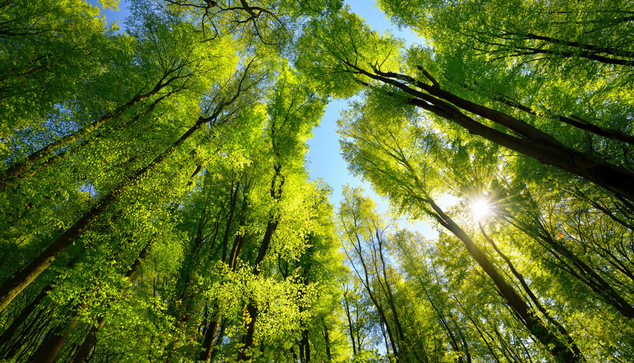 Jede dritte Baumart weltweit ist vom Aussterben bedroht.© Smileus/ Getty images
Die Weltnaturschutzunion IUCN schlägt Alarm: 38 Prozent aller Baumarten weltweit sind vom Aussterben bedroht, wie eine neue weltweite Erhebung enthüllt. Mindestens 16.425 der gut 47.000 untersuchten Baumarten weltweit sind demnach betroffen – darunter auch tausende vom Menschen genutzte Arten. Die Zahl der bedrohten Baumspezies ist gut doppelt so hoch wie die aller bedrohten Vögel, Säugetiere, Reptilien und Amphibien zusammen. Gleichzeitig wirkt sich das Schwinden der Baumvielfalt gravierend auf viele dieser Tiere aus.