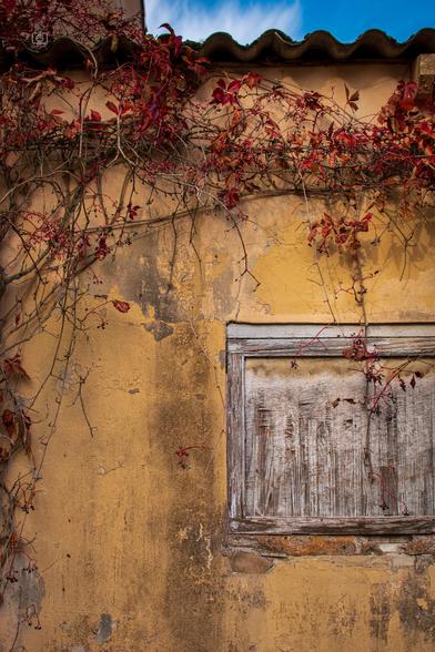 Closeup of a weatherbeaten windowpane set in a stone wall overgrown with Virginia creeper. Sacrow, Potsdam, 20 Oct 2024. Nikon D5600, Nikkor DX 35 mm ƒ1.8G, ISO 100, ƒ3.2, -0.3 ev, 1/1250s, polarizing filter