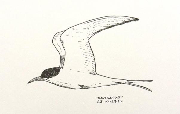 Ink drawing of an Arctic Tern in flight, moving left to right across the page.