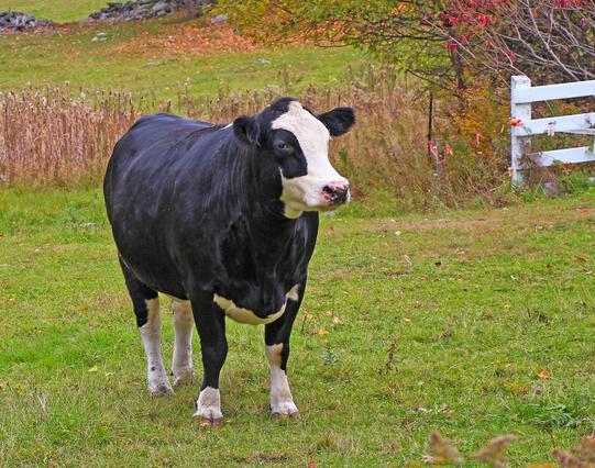 A white-faced steer stands in a pasture with a with fence in the background.