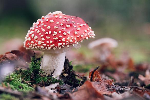 A fly agaric among moss and leaf litter.