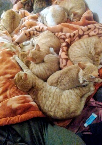 Several cats sleeping next to each other on a blanket.