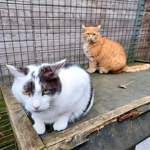 A sad looking black and white cat, and a red cat, both sitting outside on some sort of wooden structure.