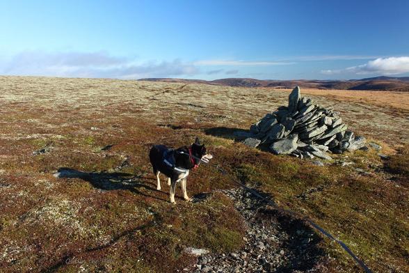 On a gently sloping hillside, low upland vegetation, mostly heather and racometrium moss. Moray the dog stood next to a small cairn and a small patch of gravel. Sunny with blue sky, a few clouds.