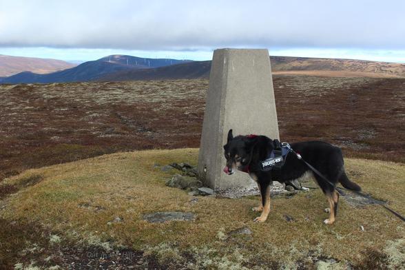 Moray the dog stood next to a concrete trig point. It's on a small area of short cropped grass. This is raised above the surrounding ground which is short heather and racometrium moss.