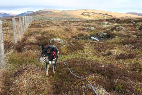 Moray the dog stood next to a line of wooden fence posts with a wire fence, which is receding into the distance. The vegetation is thick upland grasses, with heather and moss.