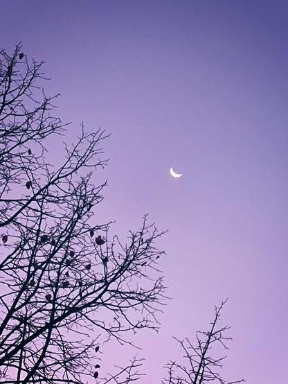 Creciente de luna al amanecer con cielo azul casi morado. En primer plano, la copa de un árbol deshojado.