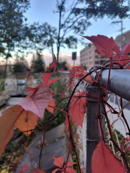 Una reja metálica cubierta de las últimas hojas rojizas de otoño con edificios habitacionales de fondo.
